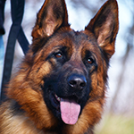 red and black german shepherd puppies for sale near me